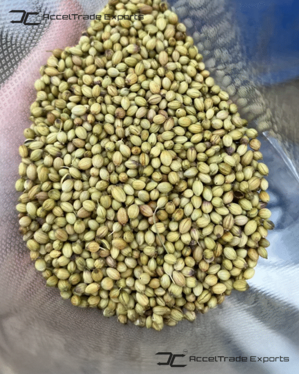 Coriander Seeds 1