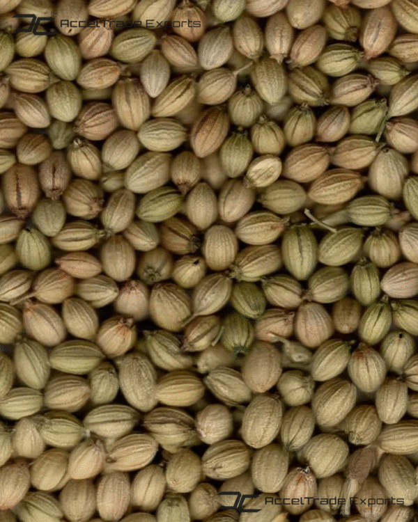 Coriander Seeds 2