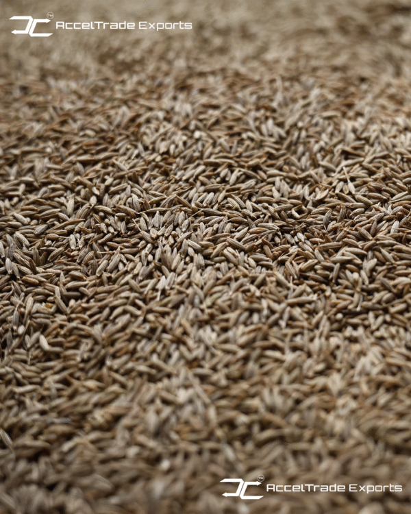 Cumin-Seed-1