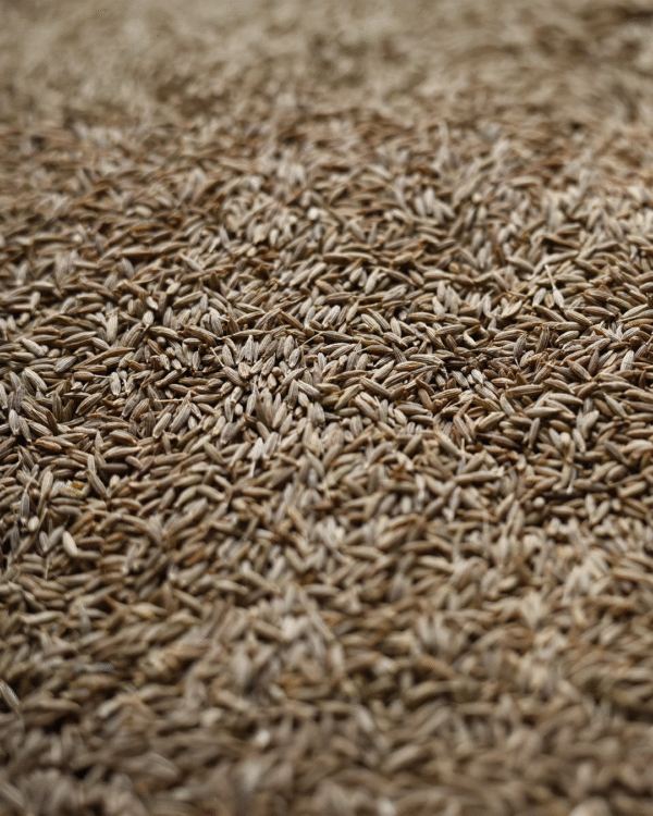 Cumin Seed 1