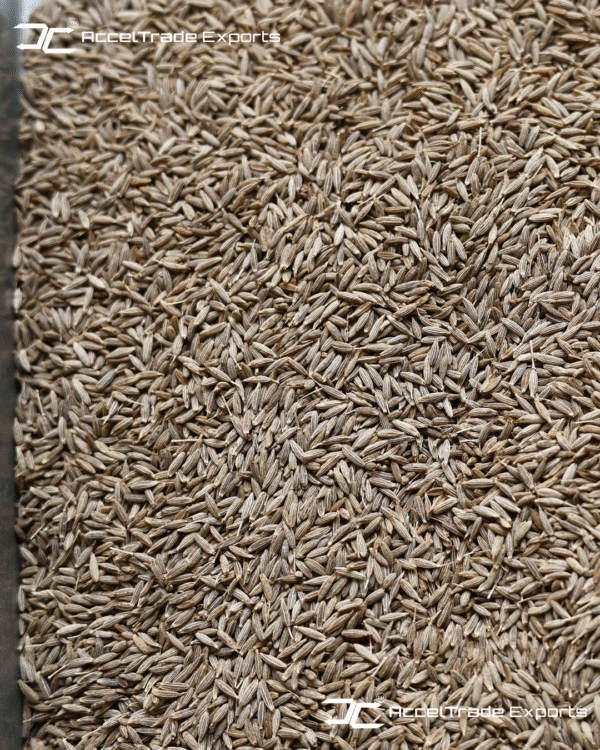 Cumin-Seed-2