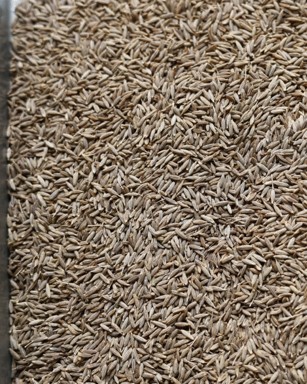 Cumin Seed 2