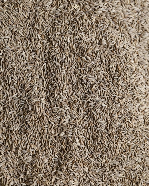 Cumin Seed