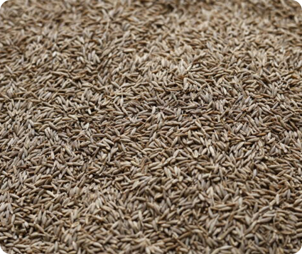 Gujarat to the World: The Journey of Indian Cumin Seeds 3 Cumin seeds