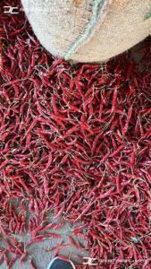 Gallery 43 IMG 20250625 WA0024