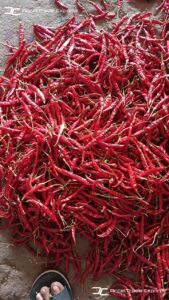 Gallery 46 IMG 20250625 WA0027