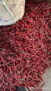 Gallery 47 IMG 20250625 WA0028