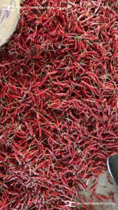 Gallery 48 IMG 20250625 WA0029