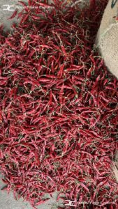 Gallery 52 IMG 20250625 WA0033