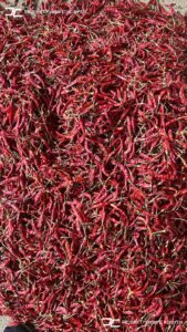 Gallery 55 IMG 20250625 WA0036