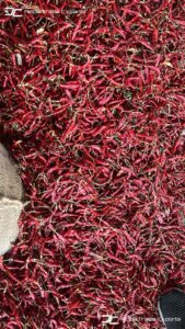 Gallery 56 IMG 20250625 WA0037