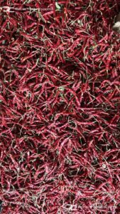 Gallery 25 IMG 20250625 WA0041