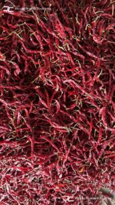 Gallery 31 IMG 20250625 WA0049