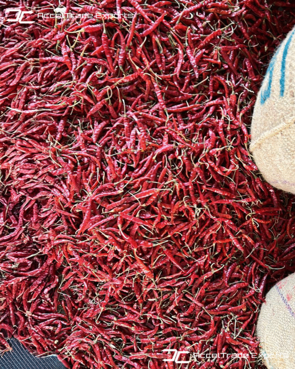 Red Chilli 5
