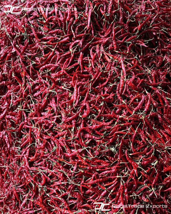 Red Chilli 6