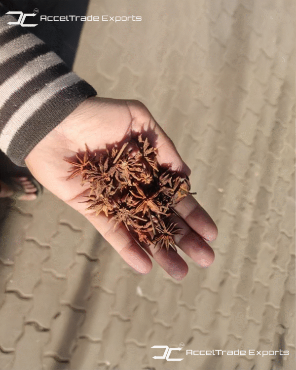Star Anise 2