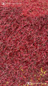 Gallery 33 WhatsApp Image 2025 06 25 at 18.34.19 94ba4d9c