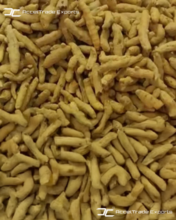 turmeric finger 1